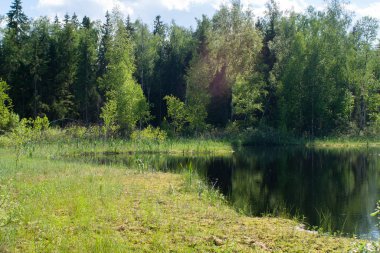 Ormandaki göl. Bataklık göleti.