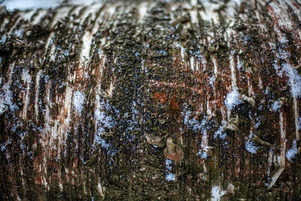 La textura de la corteza del árbol. — Foto de Stock