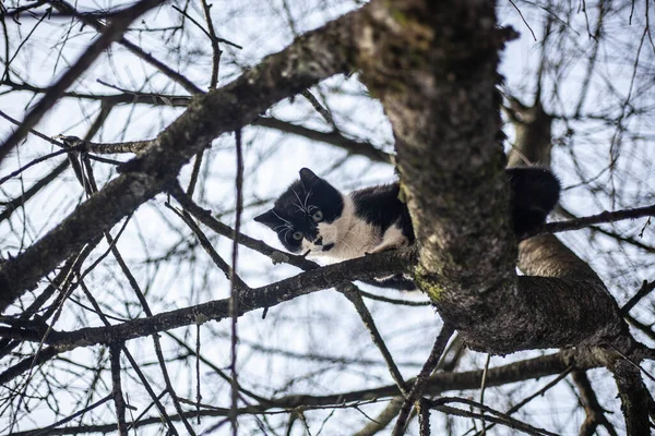 The cat is sitting on a tree. — Stock Photo, Image