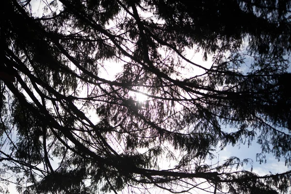 Силуэт ветвей против неба — стоковое фото