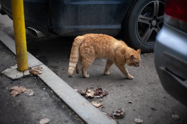 Calle jengibre gato —  Fotos de Stock