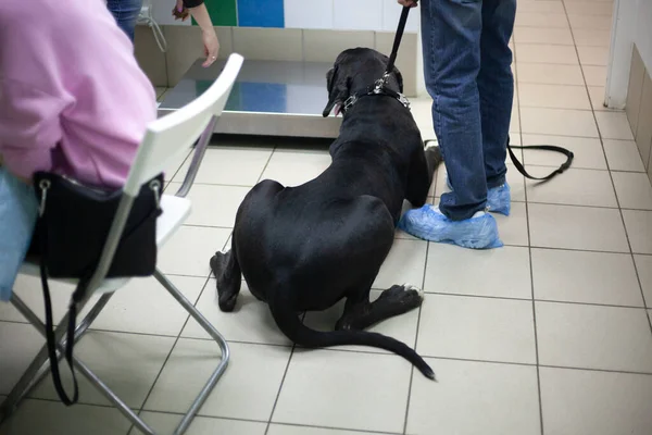 Great black mastiff.