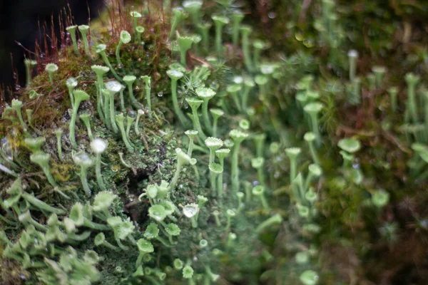 Moss cresce em um parafuso — Fotografia de Stock