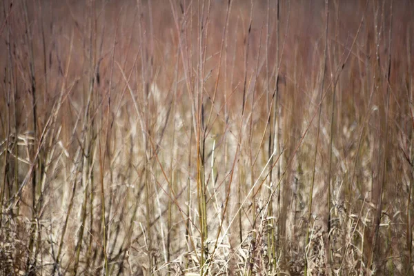 Сухая трава фон. Растения в поле — стоковое фото