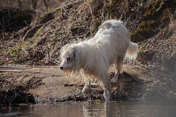 Cão na floresta. Caça com um cão . — Fotografia de Stock