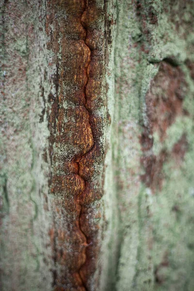 Corteza de árbol en luz natural . — Foto de Stock