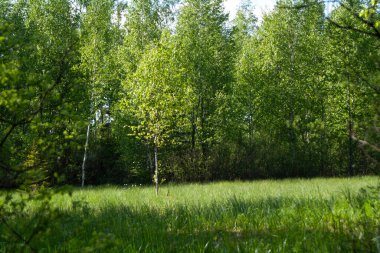 Tarlada yaz havası.