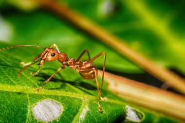 Yaprak makro görünümü üzerinde kırmızı karınca