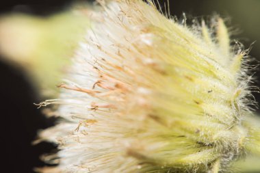Ormandaki güzel kır çiçekleri, makro çekim