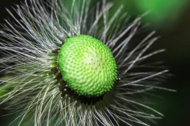 Ormandaki güzel kır çiçekleri, makro çekim