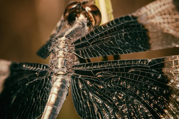 Dragonfly Black-tailed Skimmer Macro view — Stock Photo, Image