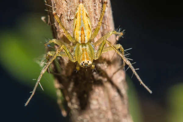 Araña de lince con nido Vista macro — Foto de Stock
