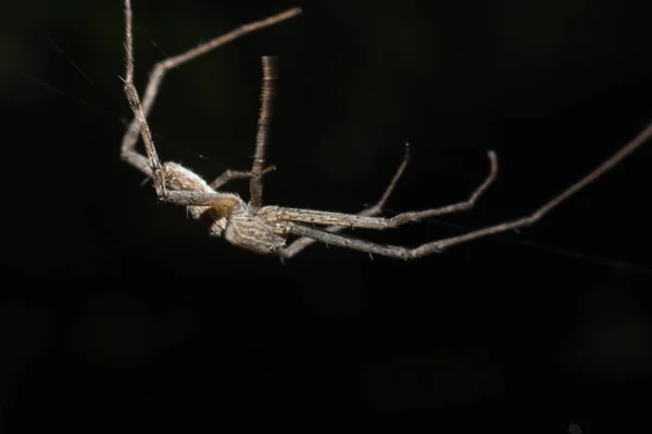 Lynx Spider with nest Macro view — Stock Photo, Image