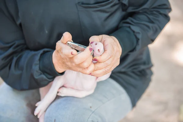 Bonde skär tänder en nyfödd gris i gård — Stockfoto