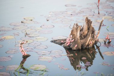 Altın applesnail, yumurta kanalize applesnail Nehri'nde yumurta