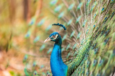 tüyleriyle peacock