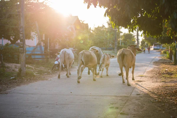 Thailändische Büffel gehen über das Feld nach Hause bei Sonnenuntergang. — Stockfoto