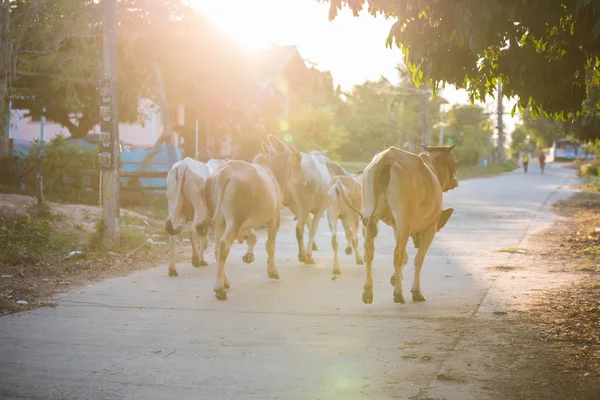 Thailändische Büffel gehen über das Feld nach Hause bei Sonnenuntergang. — Stockfoto