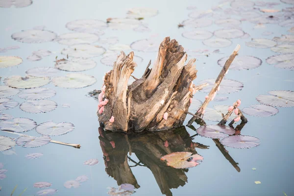 Œuf Clou de pomme doré, Œuf Clou de pomme canalisé dans la rivière — Photo