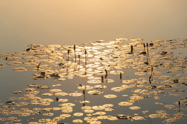 Matin soleil éclaboussé dans le lotus matin naturel beau — Photo