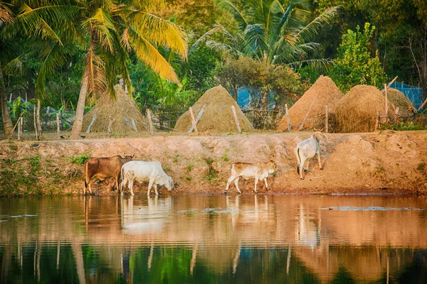 Thai Buffalo boire de l'eau dans la rivière — Photo