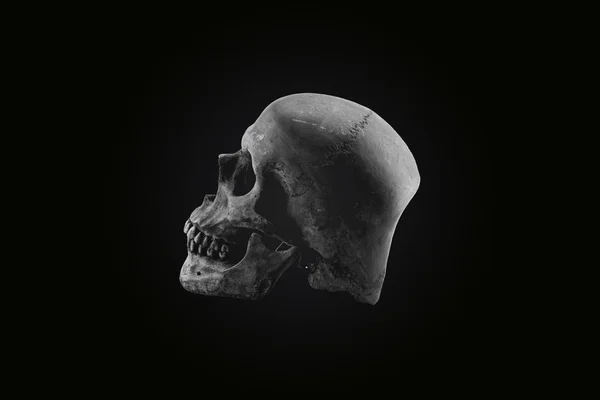 Still life skull mörk ton, konceptet Halloween — Stockfoto