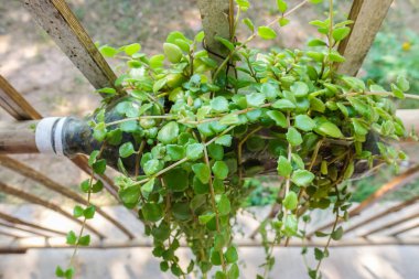 Plastik şişeye yerleştirilmiş. Bitki saksısı olarak kullanılan boş şişeler. geri dönüşüm çabaları
