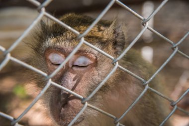 Monley içinde belgili tanımlık kafes, domuz - Magaque (Macaca nemestrina) içinde belgili tanımlık kafes kuyruklu