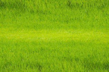 Genç yeşil paddy alan... Genç görünümünü pirinç Filiz pirinç alan büyüyen için hazır.