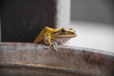 Küçük yeşil kurbağa türlerinin kapatmak kadar yeşil kurbağa