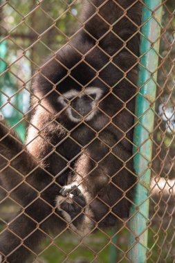 Gibbon mutsuz maymun kafeste, siyah maymun kafeste