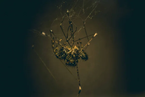 Makro pohled na pavoučí dramatický tón koncept Halloween — Stock fotografie