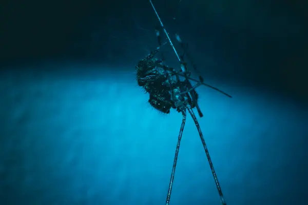 매크로 뷰 거미의 극적 인 톤 개념 핼러윈 — 스톡 사진