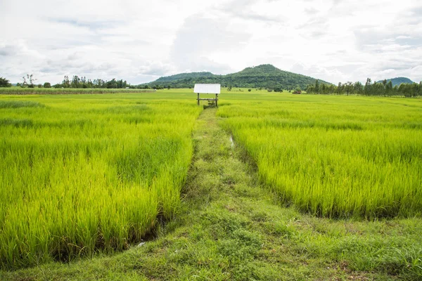 Gyönyörű zöld rizs mező ország Thaiföldön — Stock Fotó