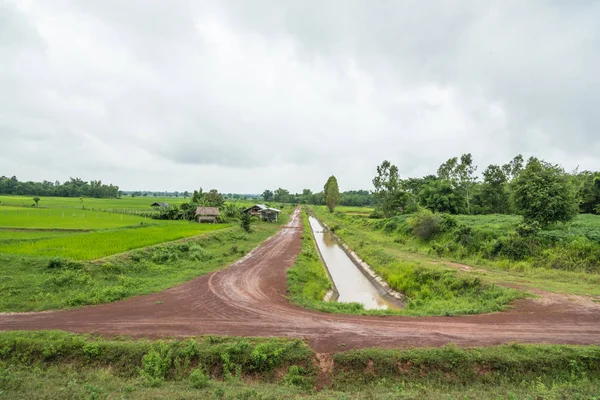 Beau champ de riz vert dans le pays Thaïlande — Photo