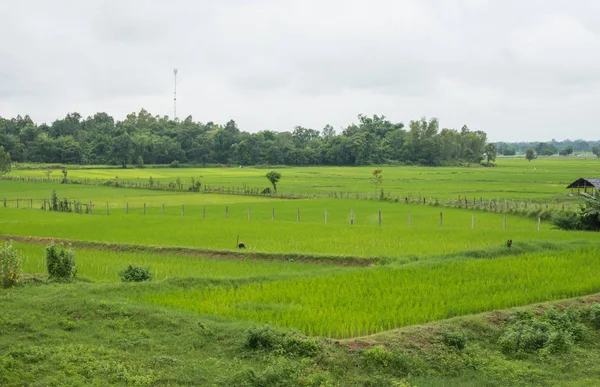 아름 다운 녹색 논 국가 태국에서 — 스톡 사진