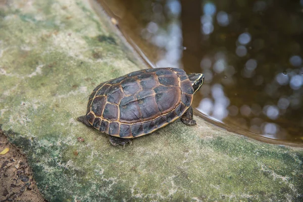 Eastern Long-necked Turtle sitting next to a wetland in Thailand