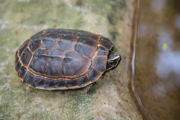 Восточная длинношейная черепаха сидит рядом с водно-болотными угодьями в Таиланде — стоковое фото