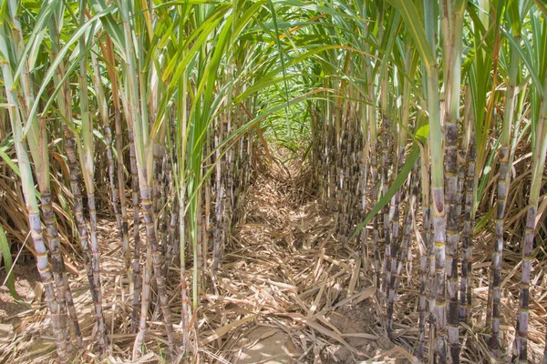 Свежий сахарный тростник поле в саду, сахарный тростник в Таиланде — стоковое фото
