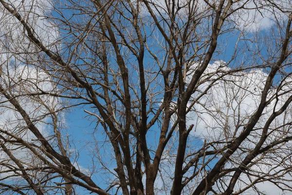 Grote dode boom blauwe hemel en cloud achtergrond — Stockfoto