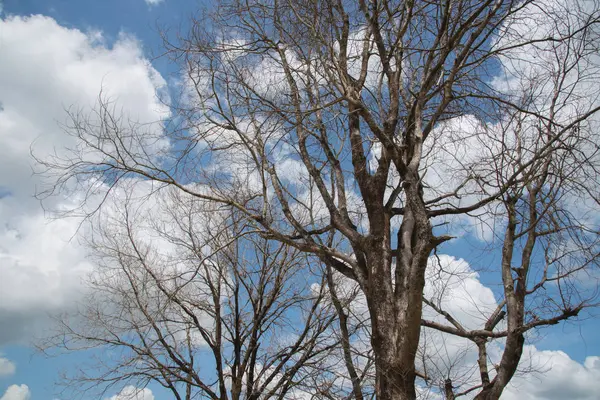 Grote dode boom blauwe hemel en cloud achtergrond — Stockfoto