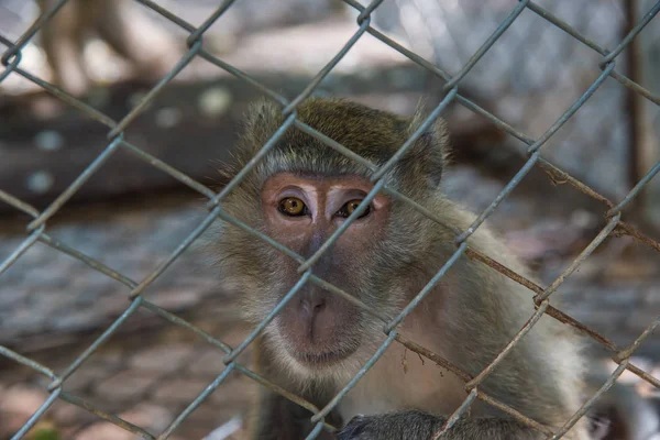 Monley içinde belgili tanımlık kafes, domuz - Magaque (Macaca nemestrina) içinde belgili tanımlık kafes kuyruklu
