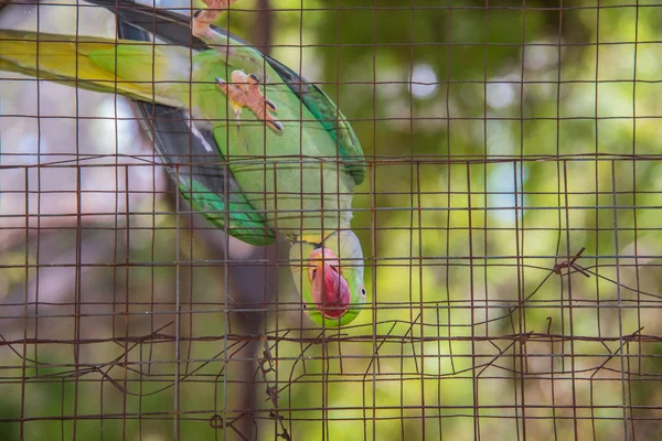 Green Parrot in Cage,Parrot wait for food — Stock Photo, Image