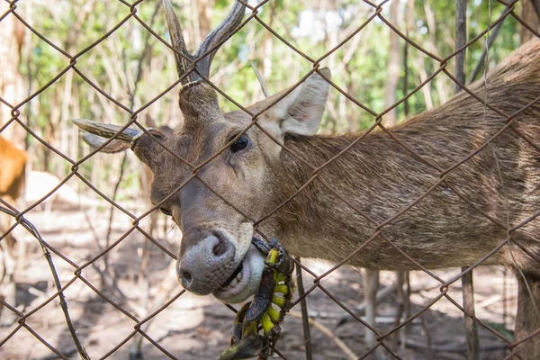 Rehe im Käfig warten auf Futter — Stockfoto