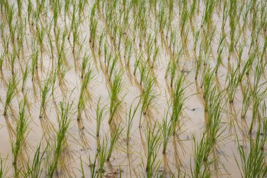 Yeşil bitkilerle dolu pirinç tarlası. Çamura tohum ekiyorum.