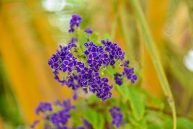 Mor, çiçek açan, çiçek açan, çiçek açan, botanik, botanik, dal, parlak, demet, çalılık, yaratıcı, çiçek, floresan, odak, tazelik, bahçe, büyüme, yaprak, leylak, makro, doğa, park, bitki, işleme, saflık, kokulu, mevsim, sadelik, yumuşak, bahar, güneş, güneş, güneş...