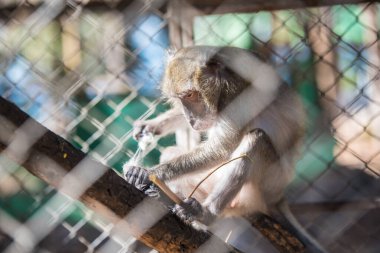 Üzgün kafesteki maymun..