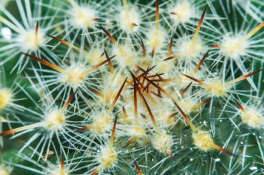Dekorasyon için sulu kaktüsler, güzel gözyaşı damlası makro kaktüs çiçeği..