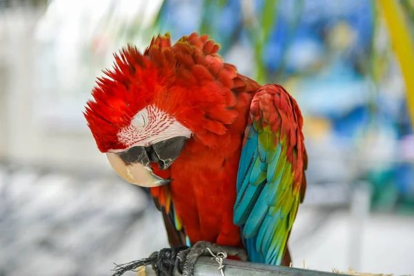 Aviário Macaw Asa Verde Sentado Árvore — Fotografia de Stock