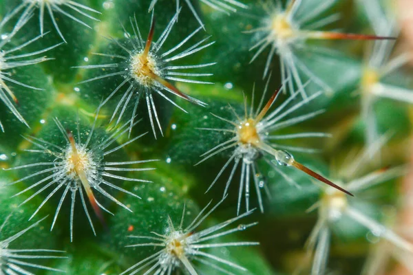 Succulents Kaktusz Dekoráció Gyönyörű Könnycsepp Makro Kaktusz Virág — Stock Fotó